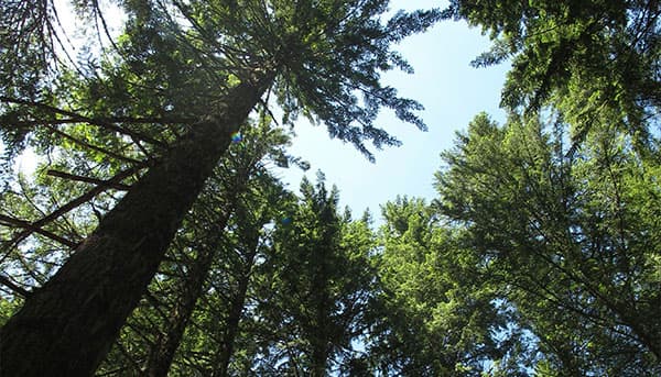Skog